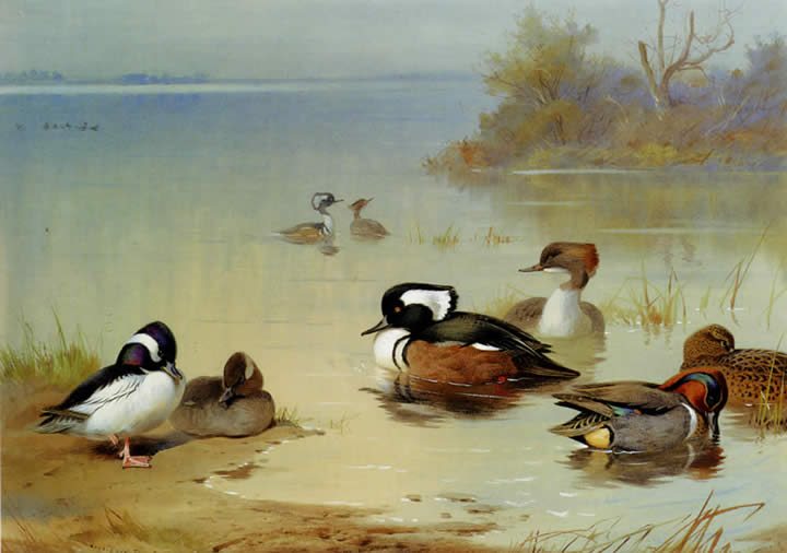 Archibald Thorburn Buffel headed duck American green winged teal and hooded merganser